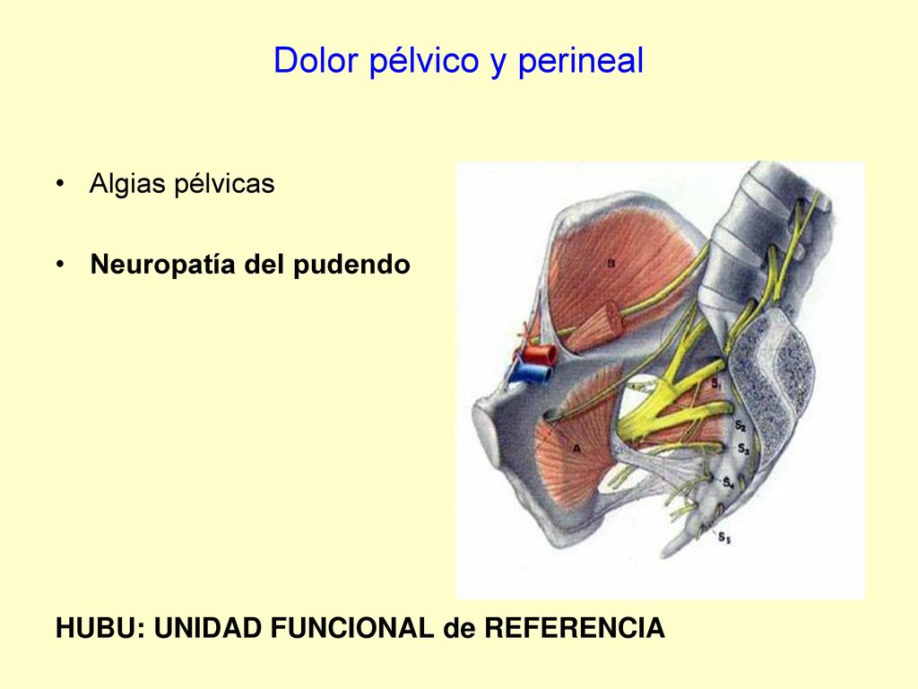 surge dolor perineal surge dolor perineal
